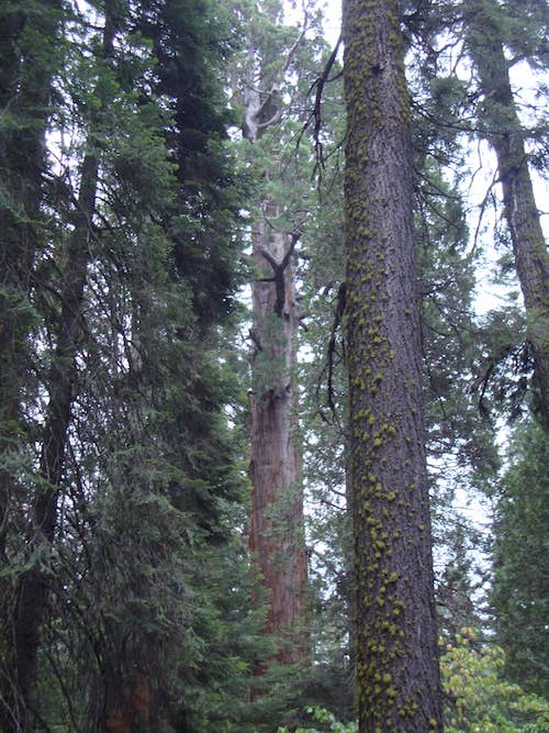 Tree trunk in the Sierra Forest
