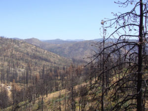 Forest fire in the Sierras